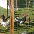 animali_da_cortile